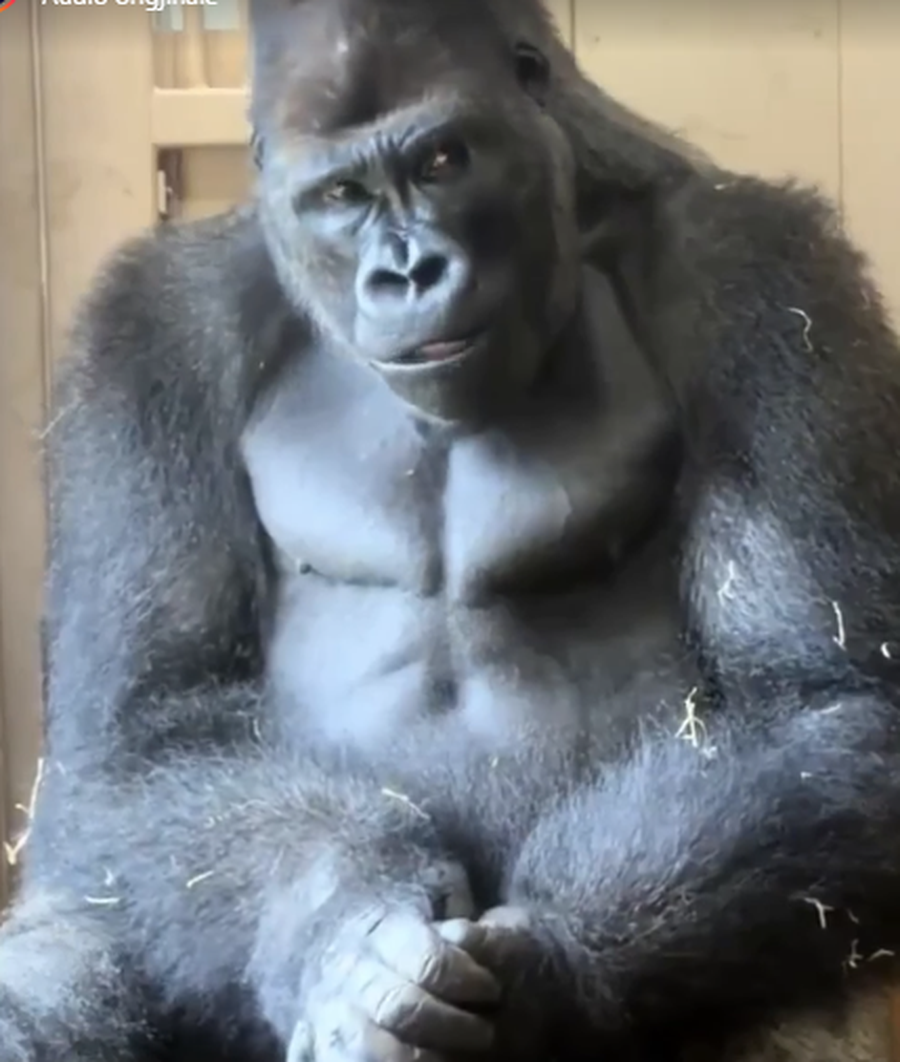 VIDEO/ Sherri me nj&euml; fem&euml;r, gorilla vendos duart mbi mjek&euml;rr dhe
