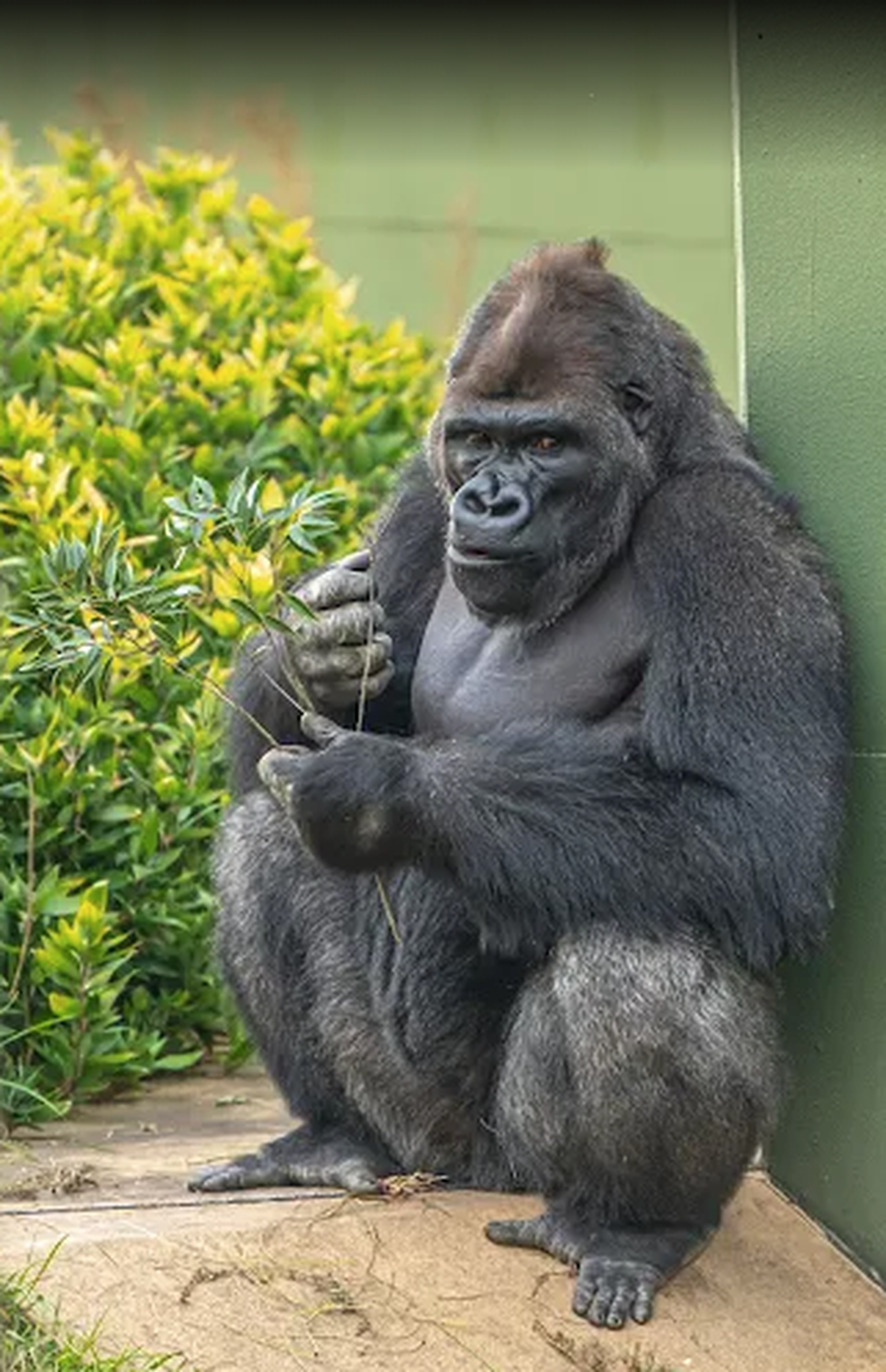 VIDEO/ Sherri me nj&euml; fem&euml;r, gorilla vendos duart mbi mjek&euml;rr dhe