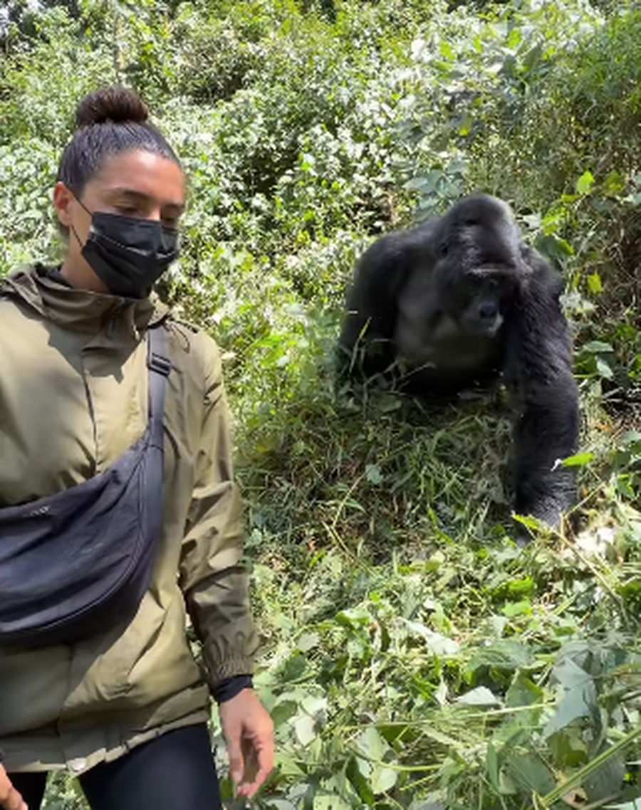 VIDEO/ Turistja &ldquo;n&euml; panik&rdquo;, gorilla i kalon af&euml;r