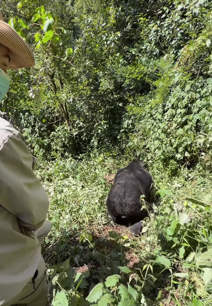 VIDEO/ Turistja &ldquo;n&euml; panik&rdquo;, gorilla i kalon af&euml;r