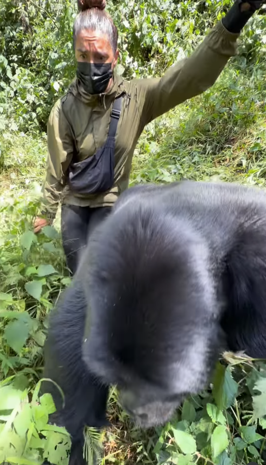 VIDEO/ Turistja &ldquo;n&euml; panik&rdquo;, gorilla i kalon af&euml;r