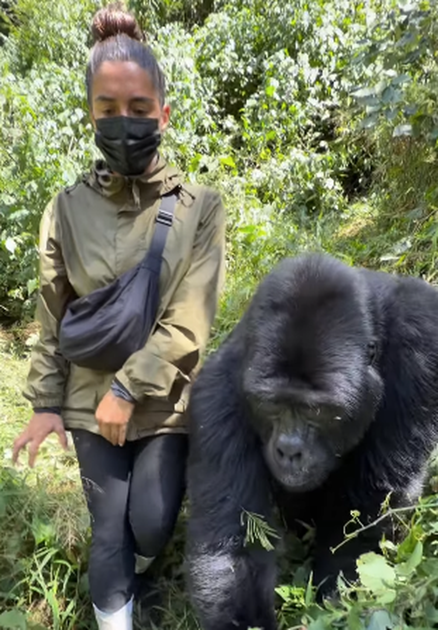VIDEO/ Turistja &ldquo;n&euml; panik&rdquo;, gorilla i kalon af&euml;r