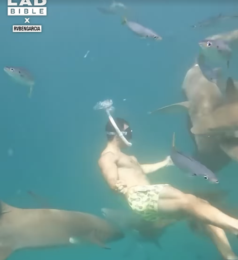 VIDEO/ Paniku nga kafshimet e peshkaqen&euml;ve, ekspert&euml;t: Rreziku