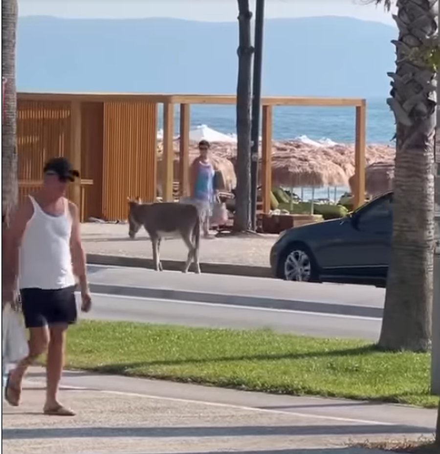 FOTO-LAJM/ Vlor&euml;, gomari ec&euml;n &ldquo;serbes&rdquo; n&euml; Lungomare,