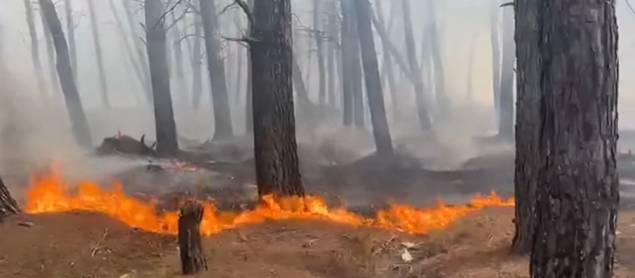 VIDEO/ U dogj&euml;n mbi 5 ha pisha t&euml; buta, shuhet pas 3 or&euml;sh vatra