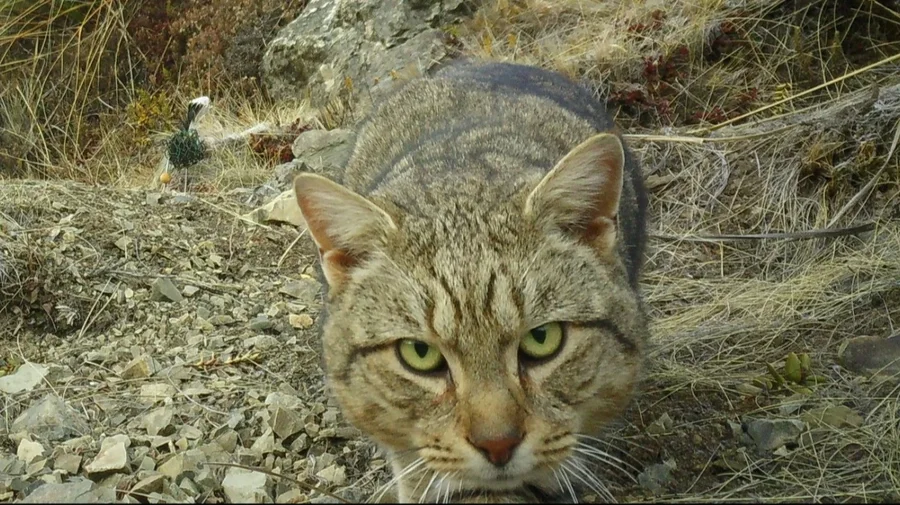 Zelanda e Re synon të eliminojë të gjitha macet e egra brenda 25