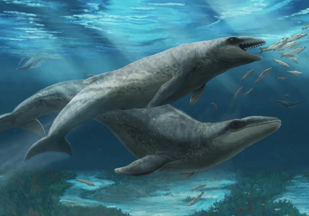 25-million-year-old ancestor of modern whales discovered in Australia