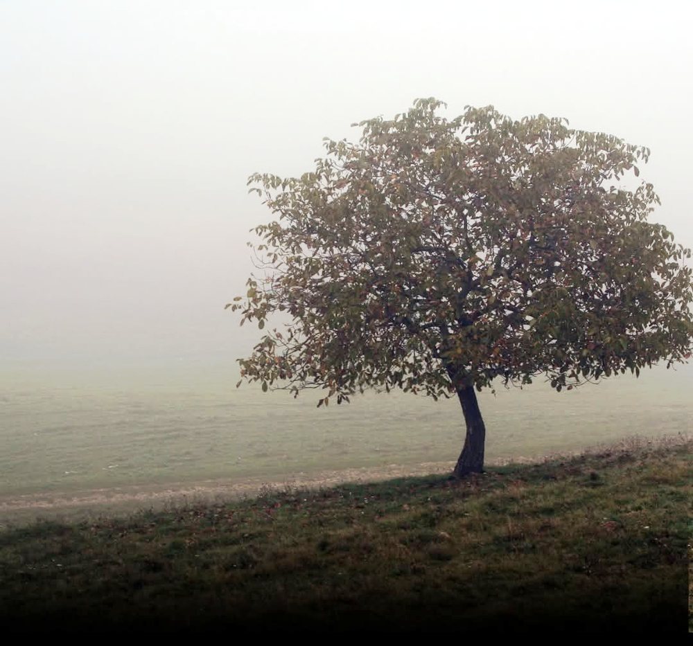 Trees cool the soil and help fight climate change