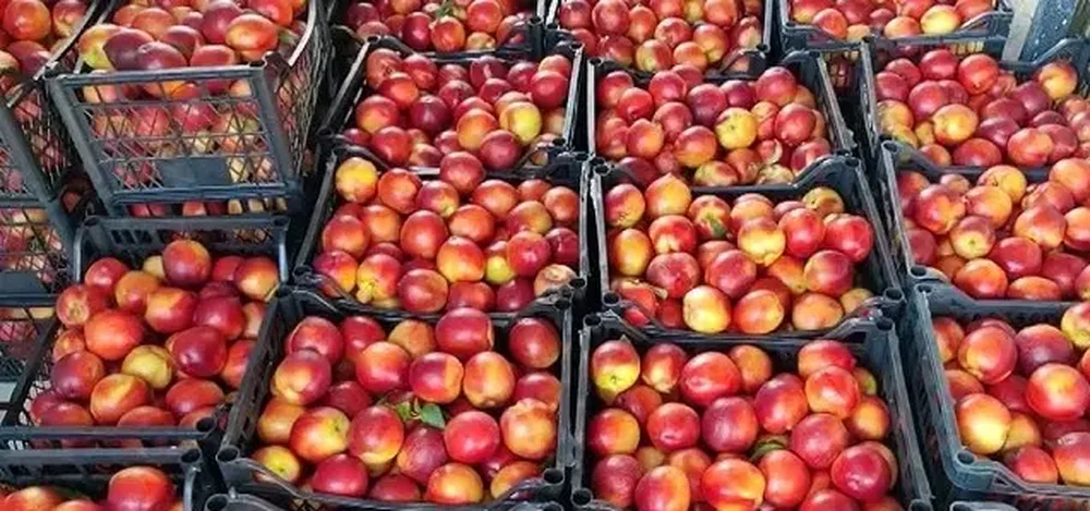 Ngarkesë me pjeshkë nga Shqipëria ndalohet në Kroaci
