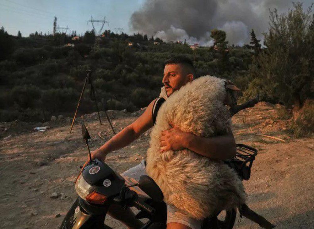 Zjarret në Greqi/ Fotoja e shqiptarit që shpëtoi delet, një