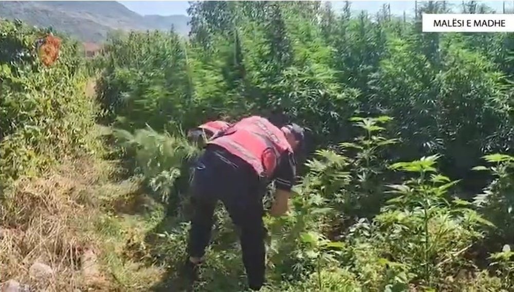 Arrestohen 14 persona të dyshuar për trafik droge në Malësi
