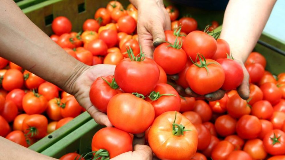 Produktet bujqësore me pesticide alarmojnë tregun rajonal, reagon