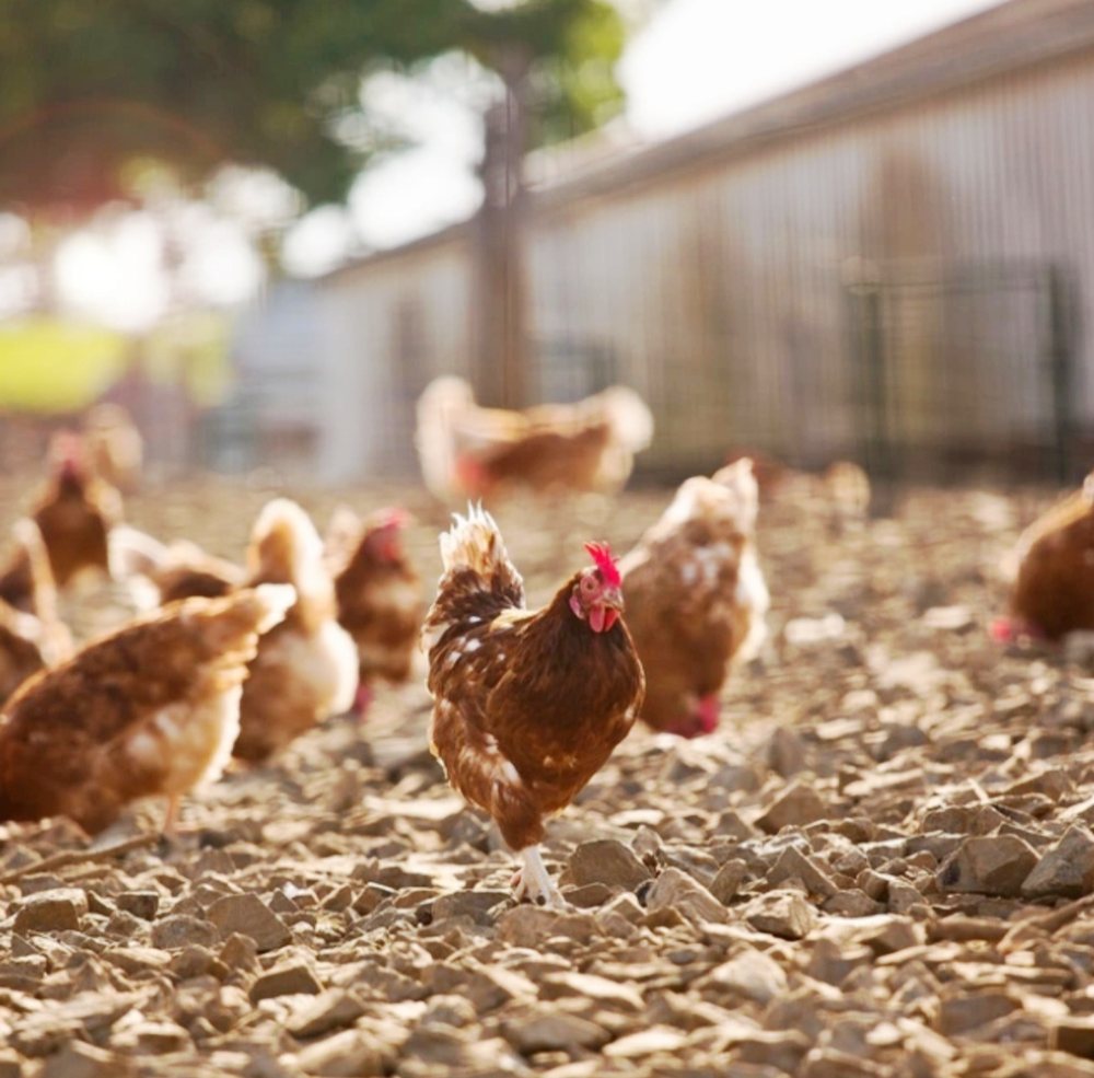 Bird flu spreads in Europe/ New outbreaks in the Netherlands, Belgium and