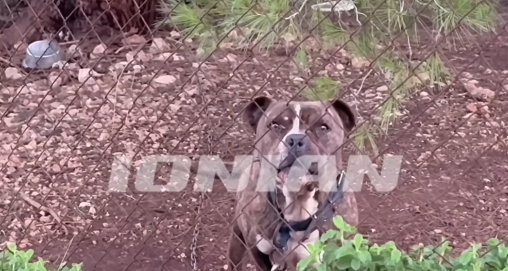 Qeni i familjes kafshoi për vdekje 2-vjeçarin shqiptar, flet babai: