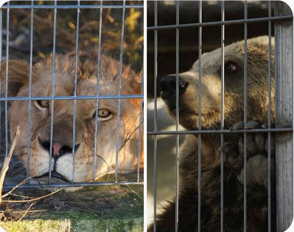Luani dhe ariu t&euml; mbajtur si kafsh&euml; sht&euml;piake n&euml;