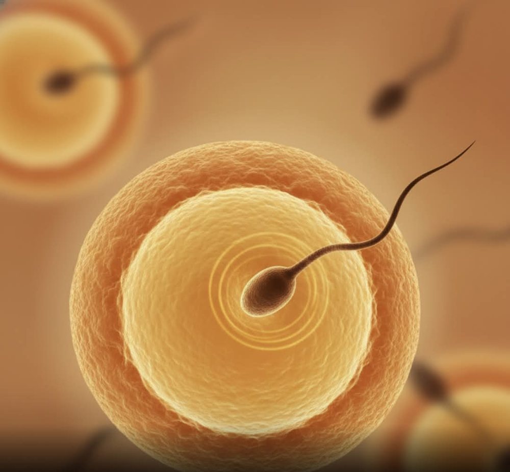 Mikroplastika tek meshkujt, rrezik p&euml;r f&euml;mij&euml; diabetik&euml;