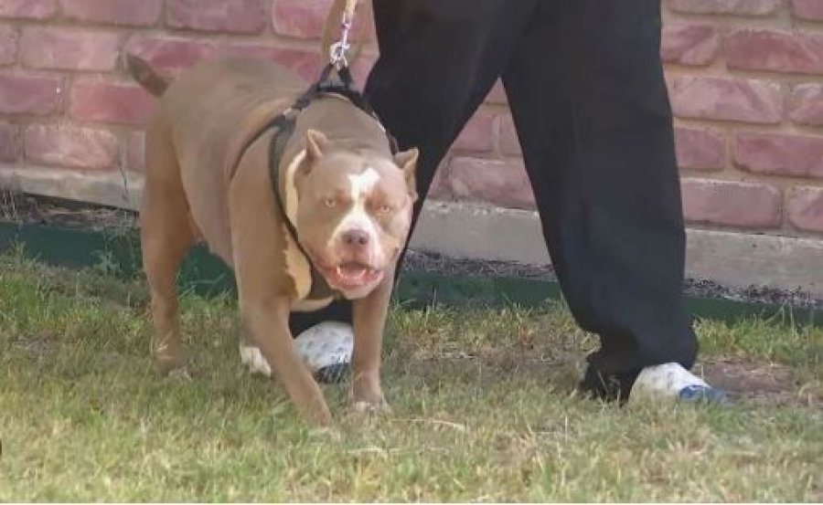 E rëndë/ “Pit bulli” sulmon për vdekje