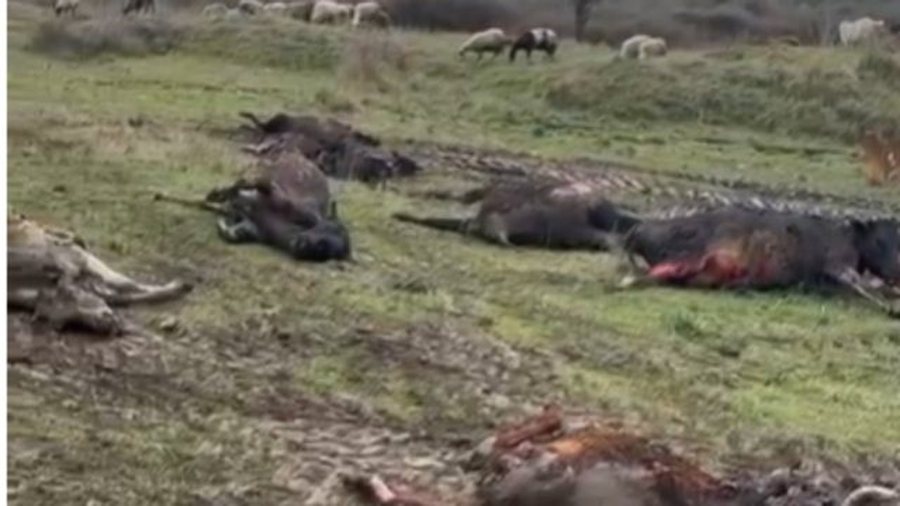 P&euml;rfshihet nga flak&euml;t stalla n&euml; Selenic&euml;, digjen 22