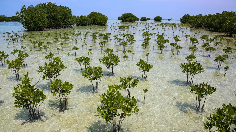 Pyjet mangrove po rikthehen n&euml; mbar&euml; bot&euml;n,