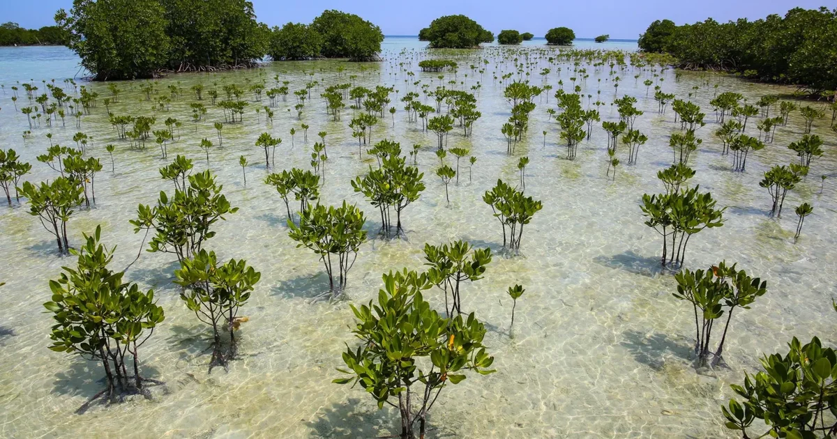 pyjet-mangrove-po-rikthehen-ne-mbare-boten-shkencetaret-mbrojne-bregdetin-dhe-thithin-sasi-te-medha-karboni