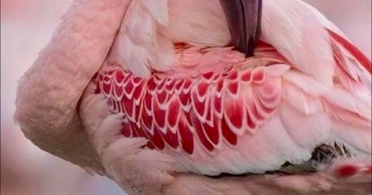 flamingo-ne-foton-e-profilit-qe-pastron-pendet-dhe-rama-qe-zakonisht-pastron-radhet-rastesi-apo-mesazh-per-te-vetet