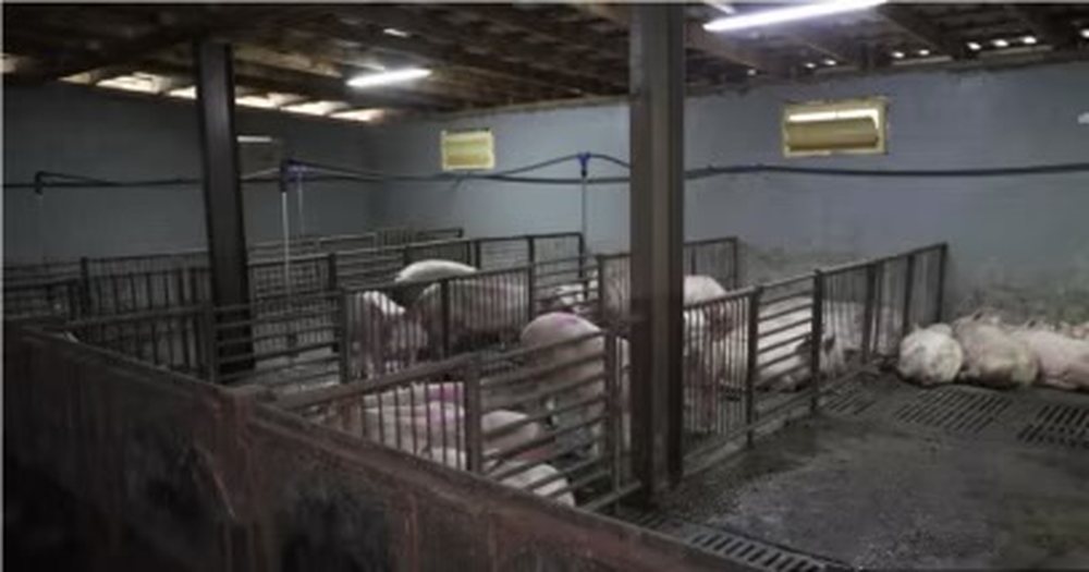 Serbia shpall gjendjen e jasht&euml;zakonshme n&euml; disa pjes&euml; t&euml;