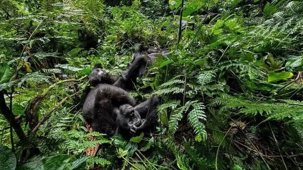 Zbulohet nj&euml; specie e re majmuni n&euml; Afrik&euml;,