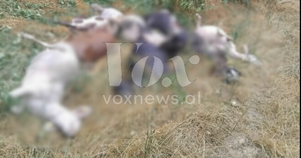 Rrufeja godet 190 krerë dele dhe dhi në Pogradec  ngordhin disa prej tyre