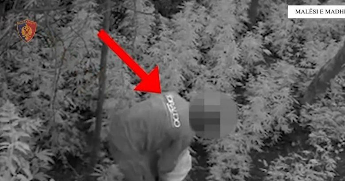 Operacion antidrogë në Malësi të Madhe  asgjësohen 306 bimë kanabis  Arrestohen 2 persona