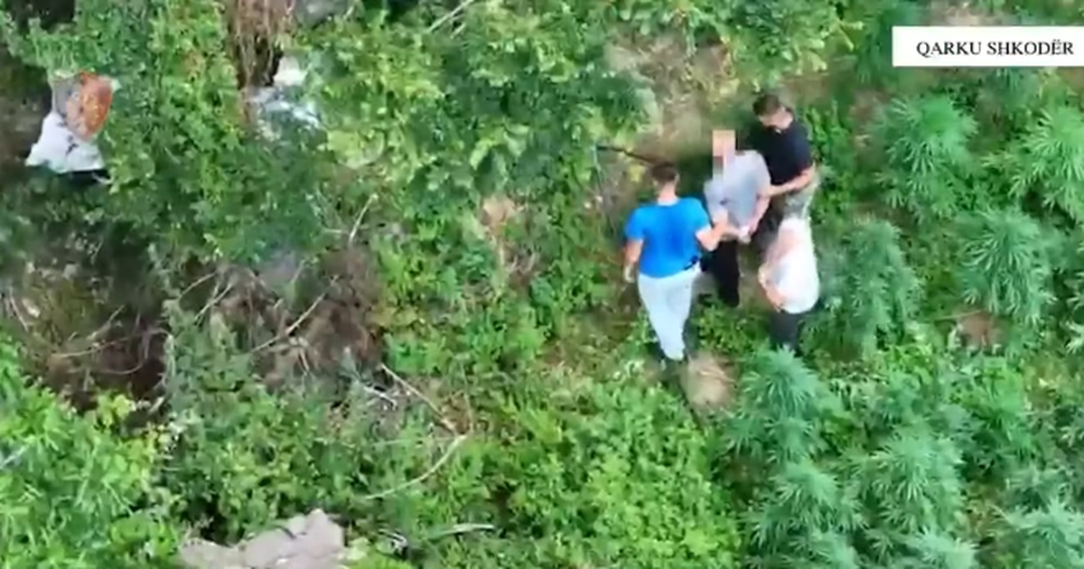 mbi-2-mije-bime-kanabis-arrestohen-dy-persona-ne-shkoder-procedohet-penalisht-kryeplaku-i-fshatitl