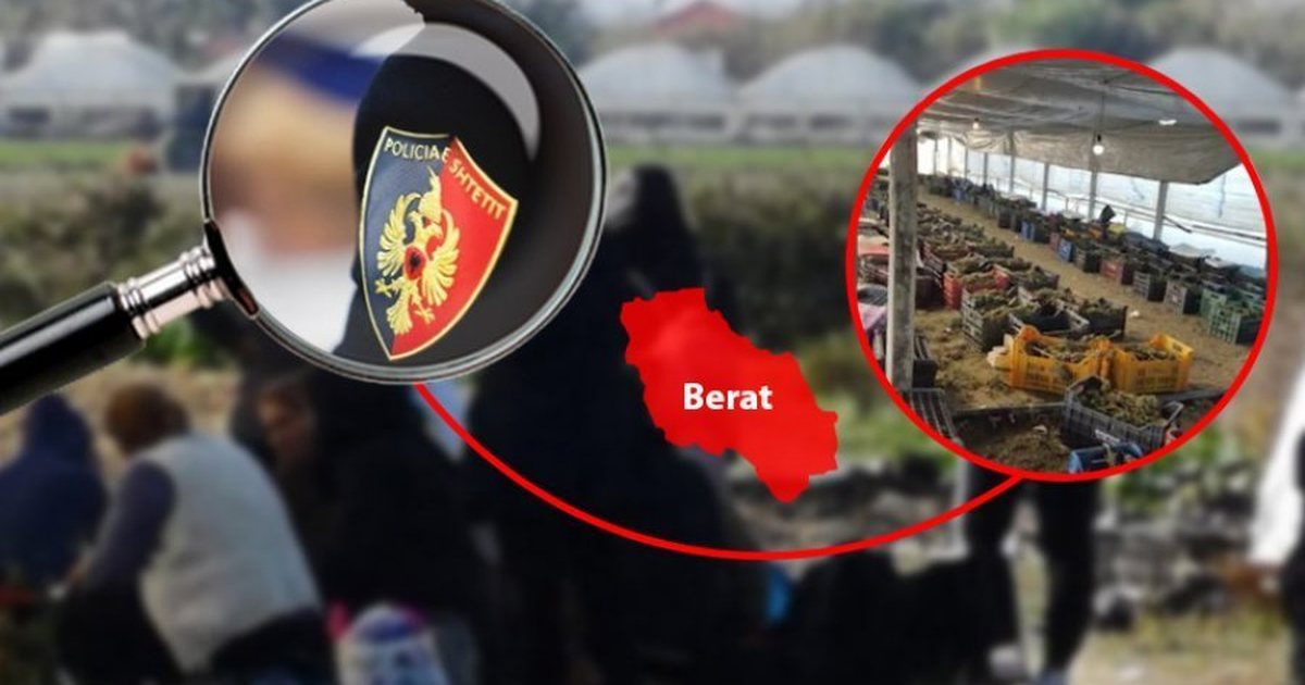 U kapën mat me 1 8 ton kanabis në serat e Beratit  GJKKO dënon Sadetin Hasën  grupin e tij dhe dy gra 