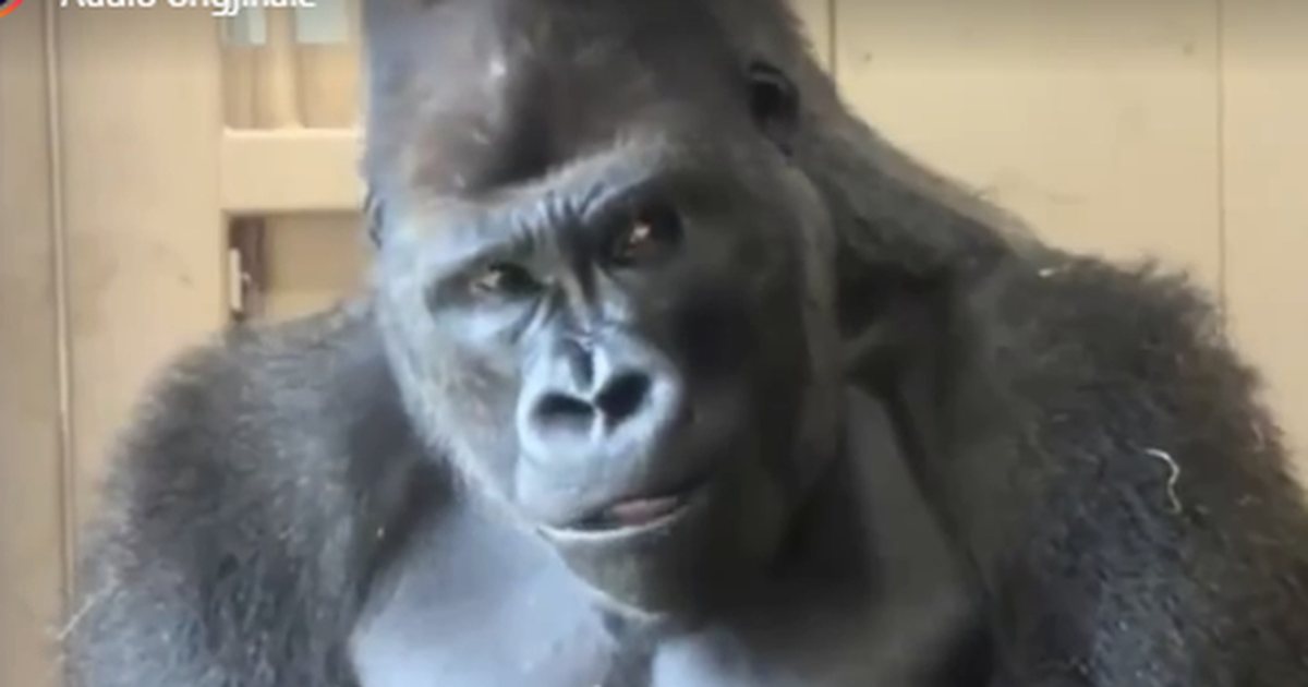 VIDEO  Sherri me një femër  gorilla vendos duart mbi mjekërr dhe vrenjtet sikur të ishte njeri 