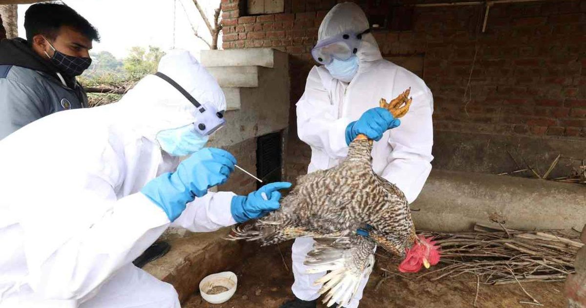 Australia në alarm  konfirmohet rasti i parë i gripit të shpendëve H5N1 në kontinent