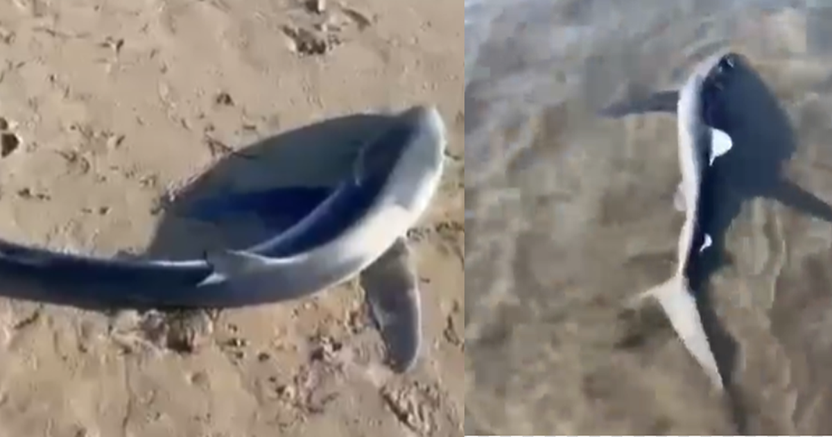 Një peshkaqen i vogël del në breg në Lungomare të Vlorës
