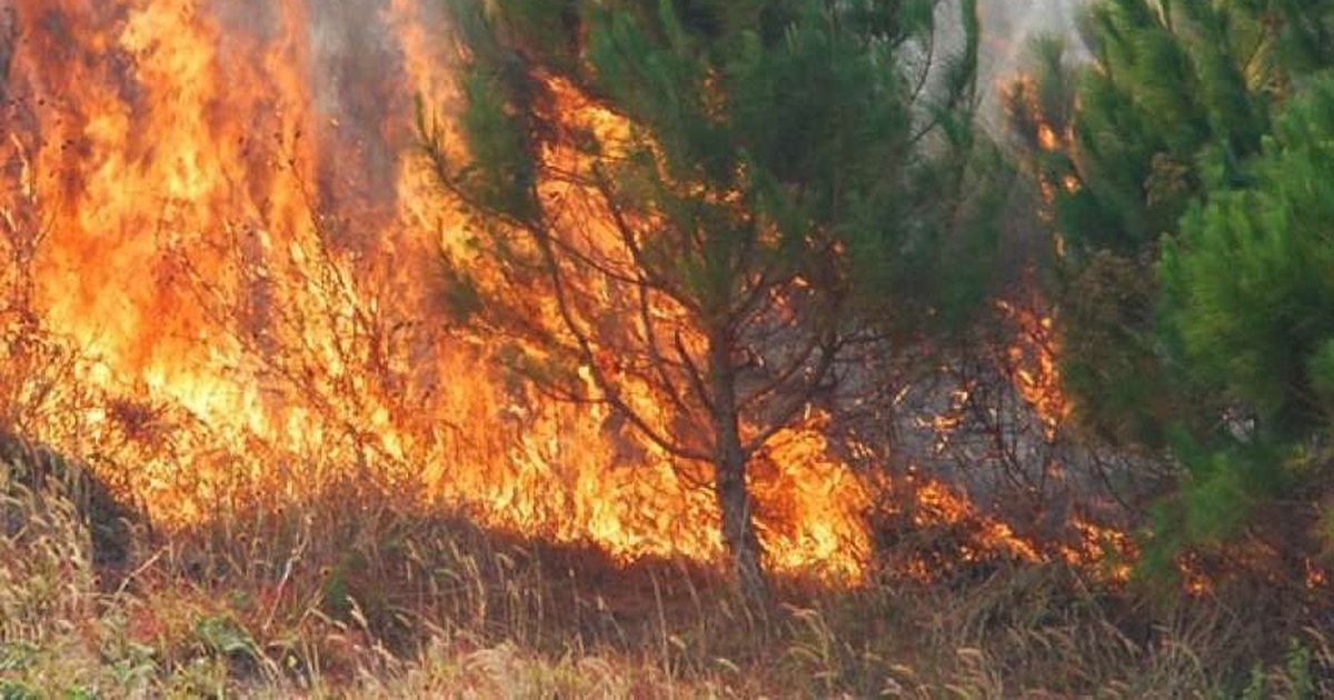 Paralajmërimi  30 vjet burg për zjarrëvënësit e qëllimshëm