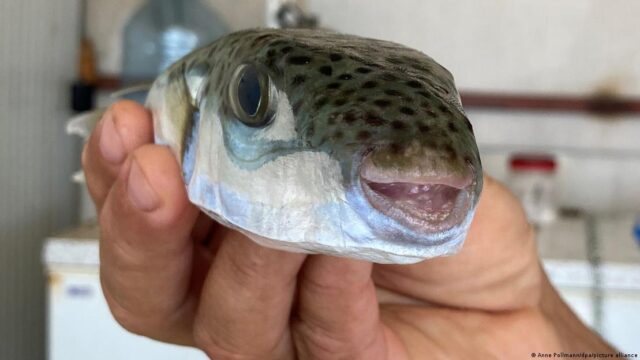 Greqia ndjek shembullin e Turqis&euml;, do ofroj&euml; shp&euml;rblim p&euml;r