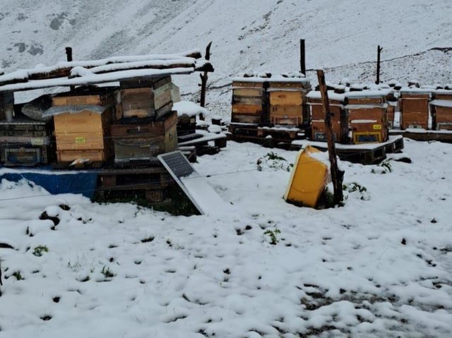 Dëborë e pazakontë në verilindje të Turqisë, teksa