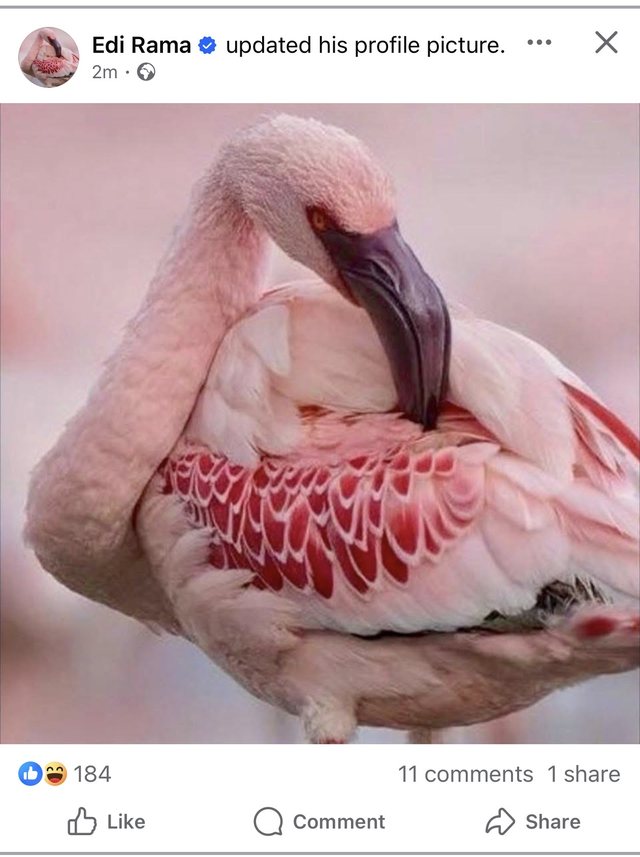 Profili i Ramës në Facebook bëhet "Flamingo"!