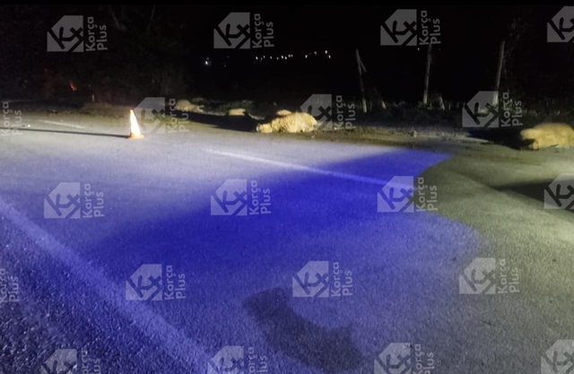 Makina përplas tufën me bagëti në Maliq, vret rreth 15