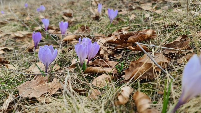 E rrallë/ Një lloj i ri Shafrani, i sapo zbuluar në Shqipëri