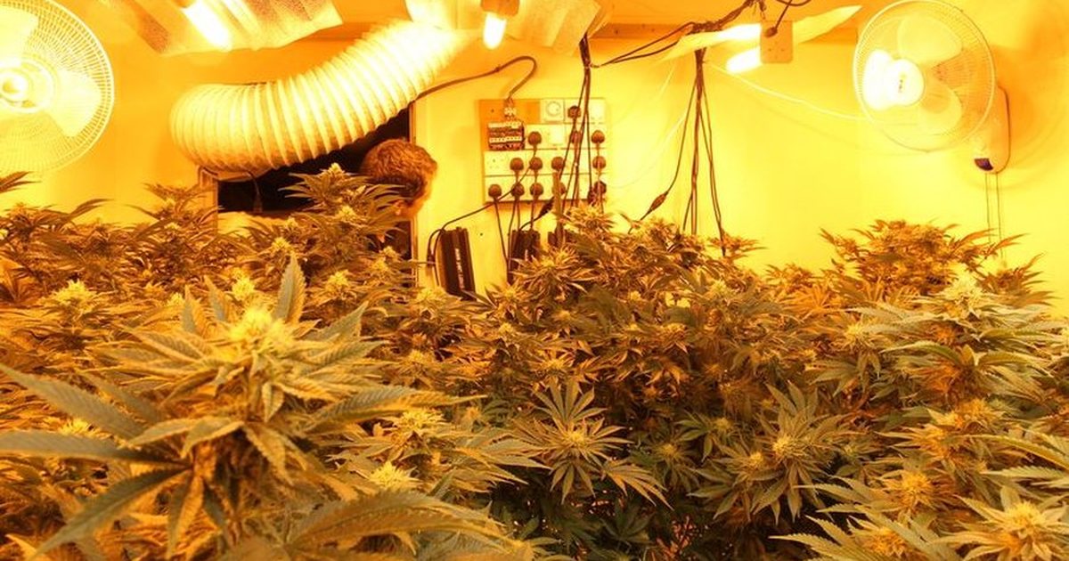 Operacion antidrogë në Lezhë  zbulohet  shtëpia bari   disa të arrestuar