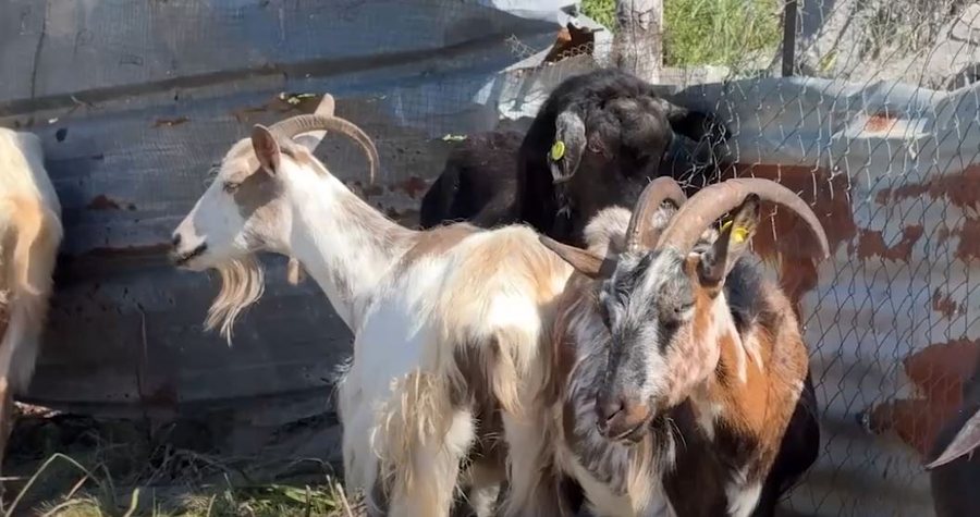 Sëmundja misterioze po përhapet! Pas Postribës, ngordhje masive e