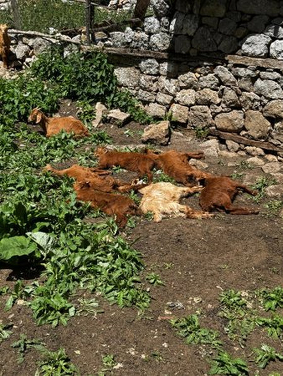 Murtaja shfaqet edhe në Bulqizë, ngordhin mbi 150 bagëti të