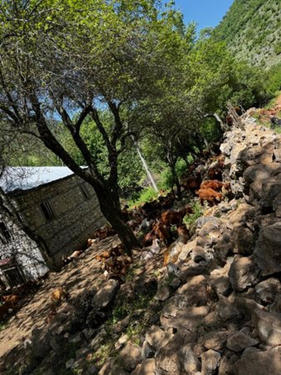 Murtaja shfaqet edhe në Bulqizë, ngordhin mbi 150 bagëti të