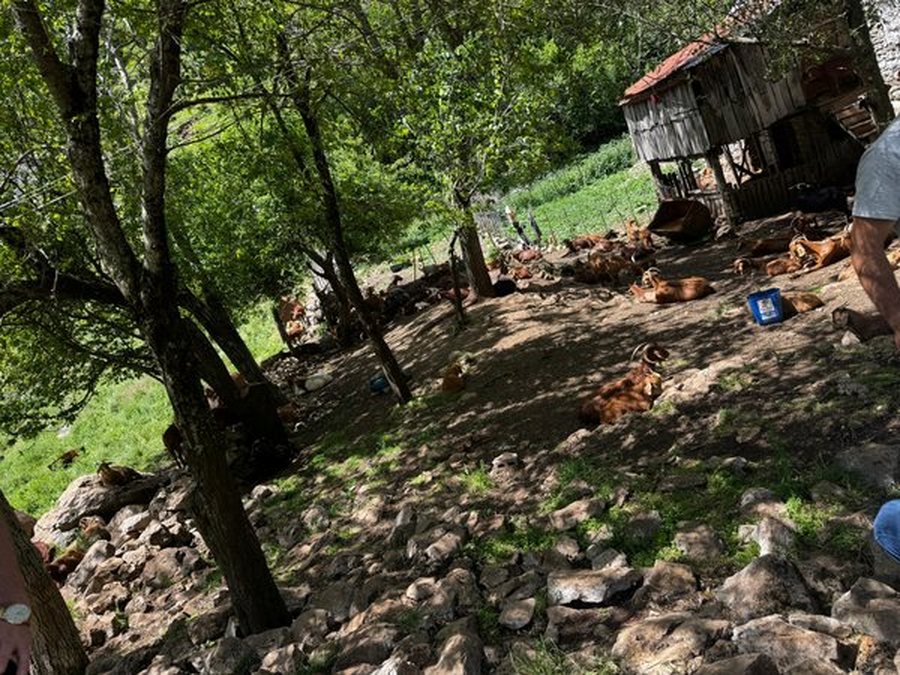 Murtaja shfaqet edhe në Bulqizë, ngordhin mbi 150 bagëti të
