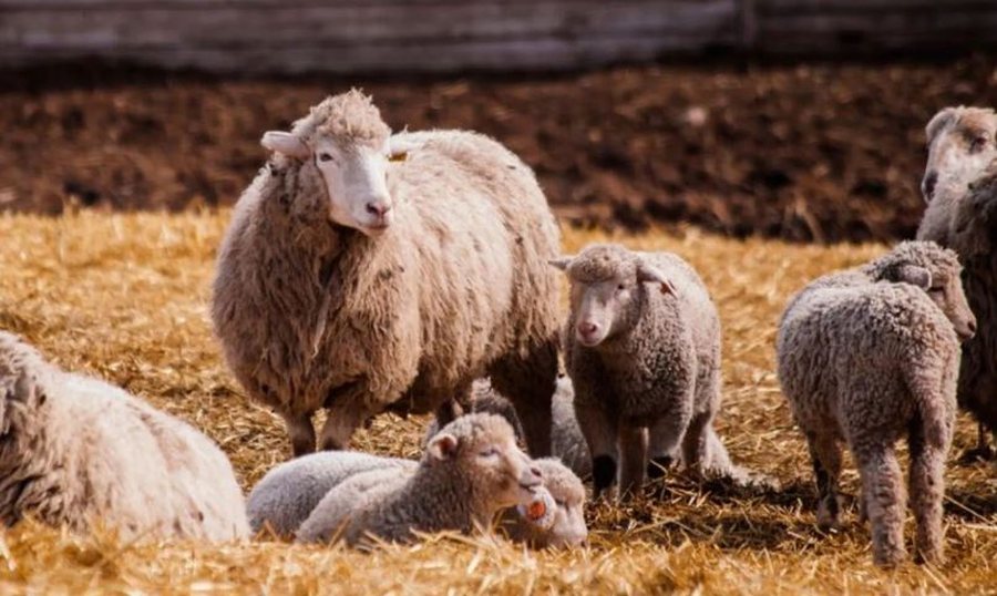 Kosova ndalon importin e deleve dhe dhive nga gjithë Shqipëria