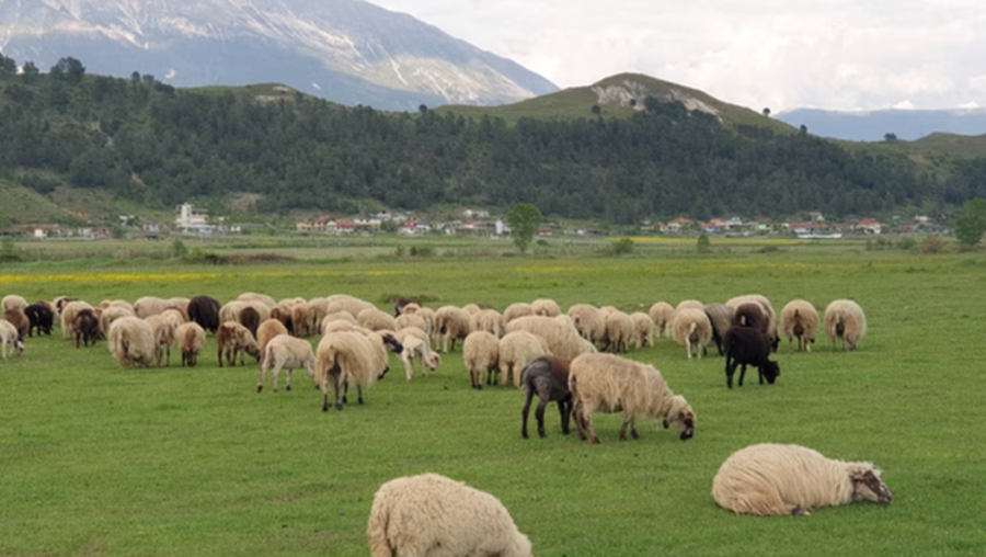 Murtaja e bagëtive, Ministria e Bujqësisë: Nuk cënon