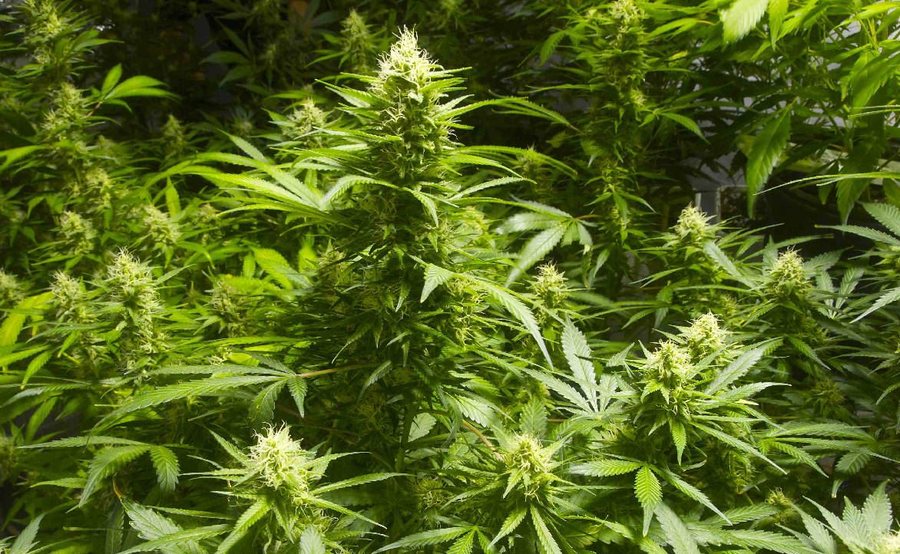 STUDIMI: Përdorimi i marijuanës rrit rrezikun e sulmeve në