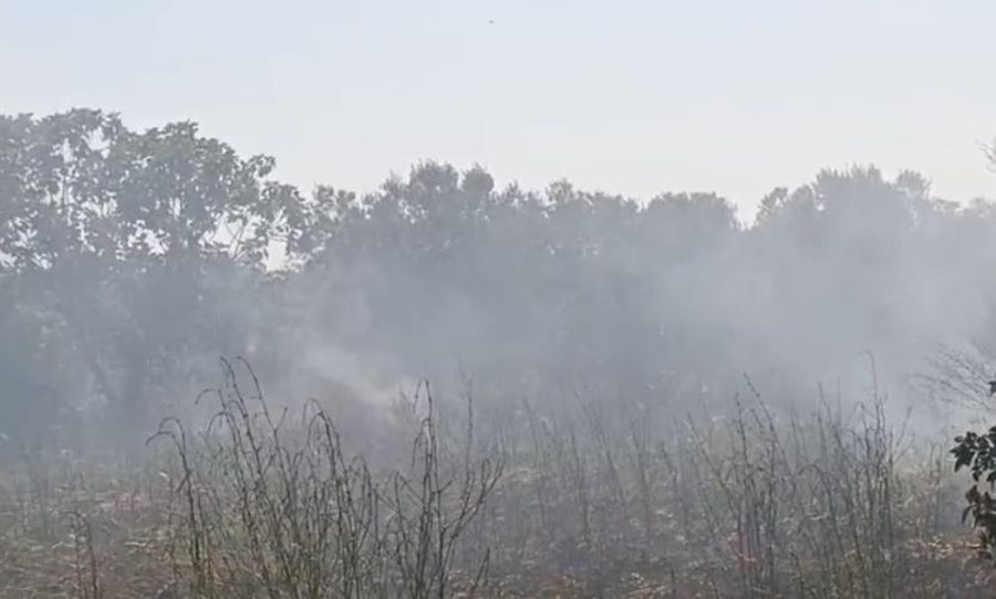 Zjarr në Karbunarë, digjen dhjetëra dynymë agrume dhe