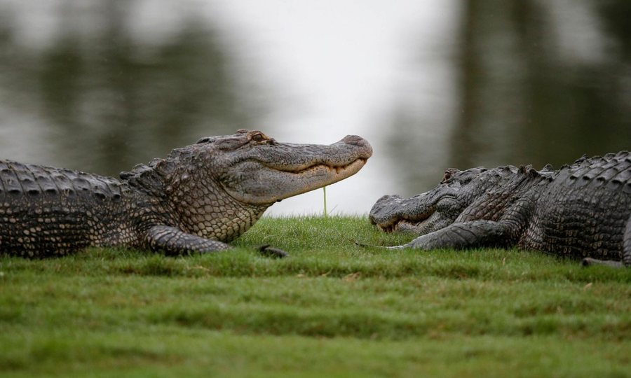 "Alkatrazi me Aligator"/ "Burgu" i tmerrshëm i
